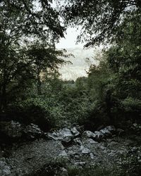 Trees in a forest