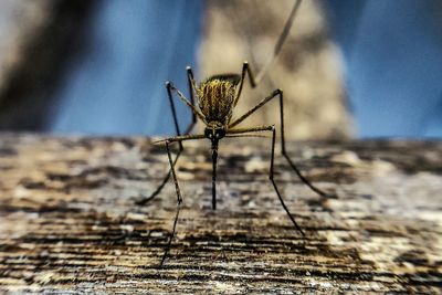 Close-up of insect on wood