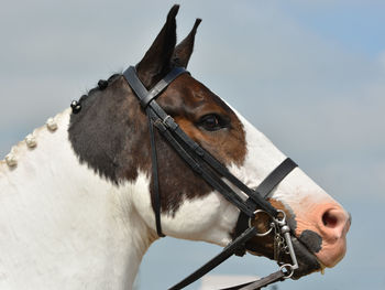 Horse portrait