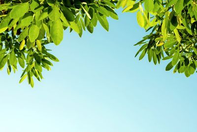 Low angle view of tree against clear blue sky