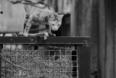 View of a cat looking through metal fence