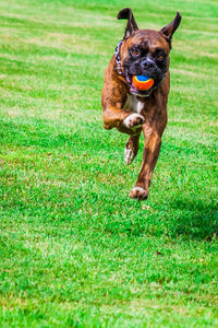 Dog playing with ball