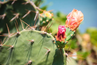 Close-up of cactus plant