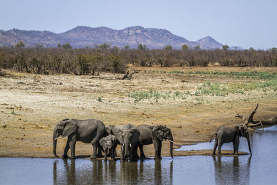 View of elephant drinking water