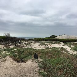 Scenic view of beach