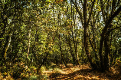 Trees in forest