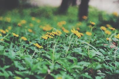 Close-up of plant growing on field