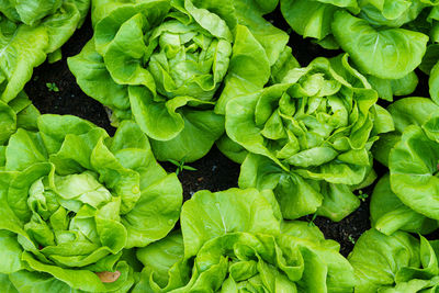Full frame shot of green leaves
