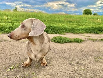 Dog looking away on field