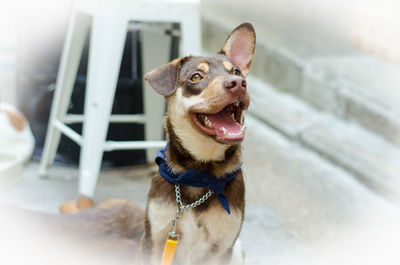 Close-up of dog sticking out tongue