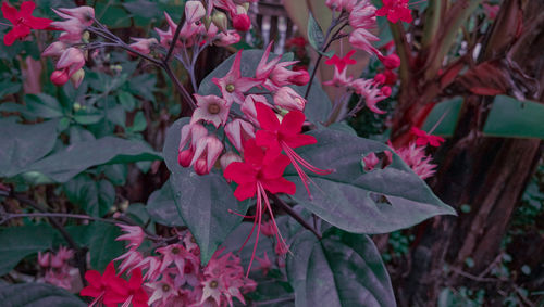 Close-up of pink flowering plant