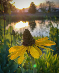 Close-up of butterfly on yellow flower