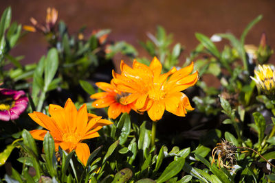 Close-up of yellow flowering plant