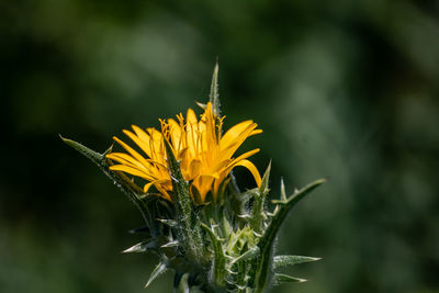 Close-up of butterfly pollinating on flower