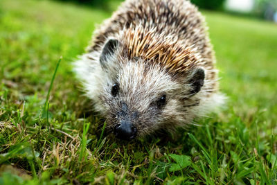 Close-up portrait of a young animal on grass