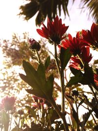 Low angle view of pink flowers