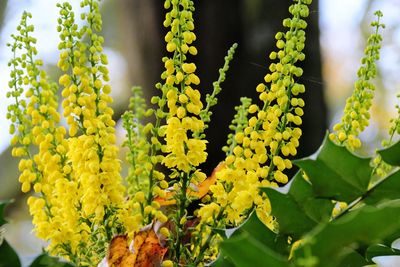 Close-up of yellow flowering plant