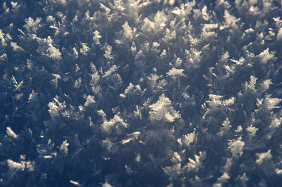 Full frame shot of tree