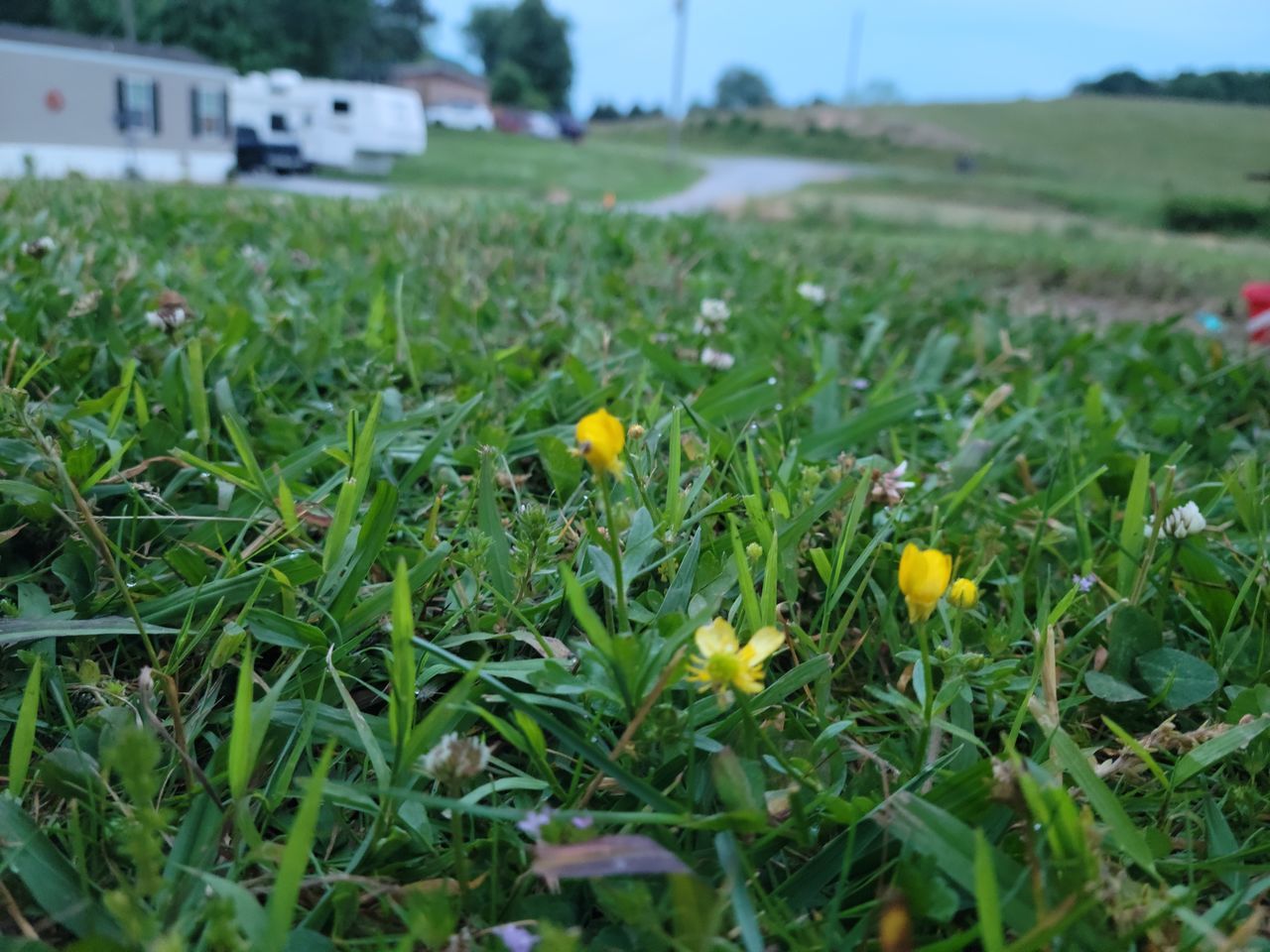 CLOSE-UP OF YELLOW FLOWERS ON LAND