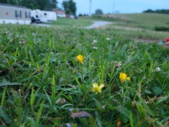 Close-up of yellow flowers on field