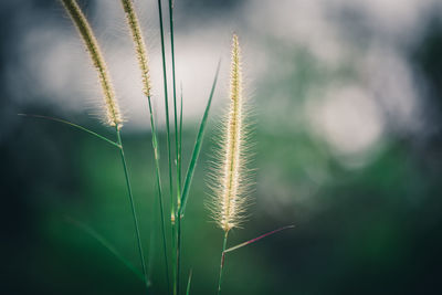 Close-up of stalks against blurred background