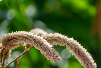 Close-up of plant on field