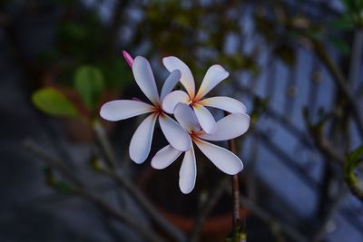 Close-up of white flowering plant against blurred background