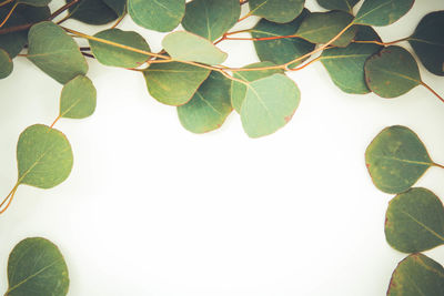 High angle view of leaves against white background