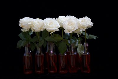 Close-up of flowers over black background