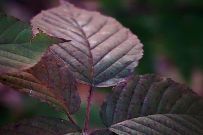 Close-up of leaves against blurred background