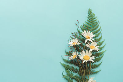 Close-up of flowering plant against wall