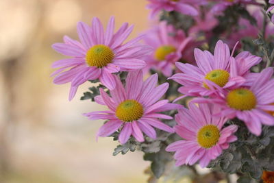 Close-up of pink flowers