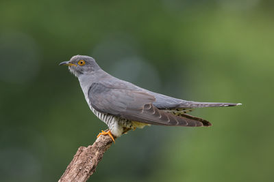 Close-up of bird perching outdoors