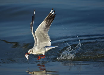 Seagull flying over lake