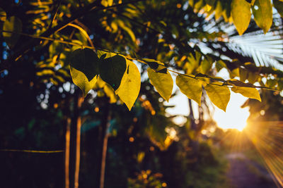 Close-up of sunlight streaming through tree during sunset