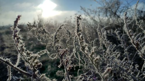 Close-up of plants on field against sky