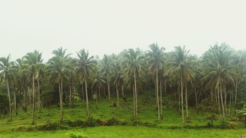 Panoramic view of trees on landscape against sky