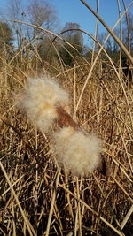 Close-up of grass in field