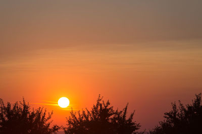 Silhouette trees against sky during sunset