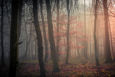 Trees in forest during autumn