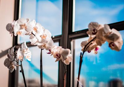 Close-up of flowers against sky