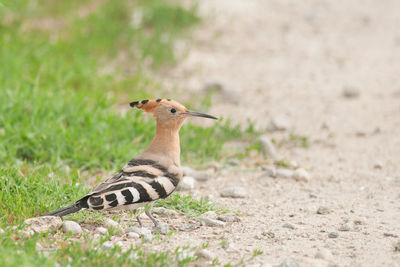 Side view of a bird on field