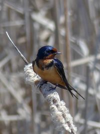 Close-up of bird perching on a branch