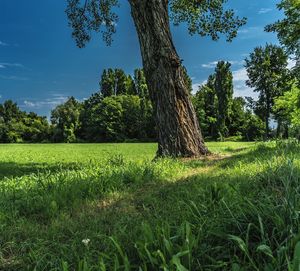 Scenic view of trees on field against sky