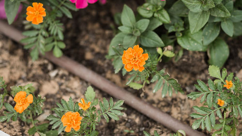High angle view of orange flower on plant