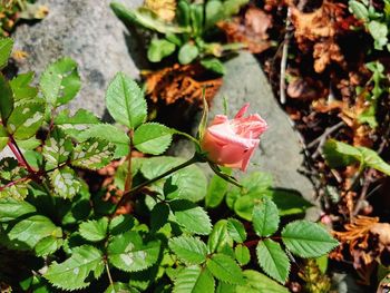 High angle view of pink roses blooming outdoors