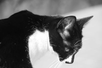 Close-up of a cat looking away