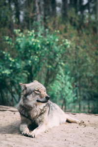 Wolf resting on a land