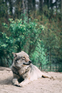 Lion resting on a land