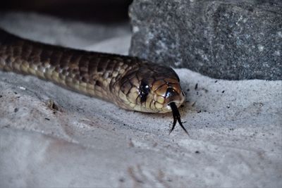 Close-up of insect on rock